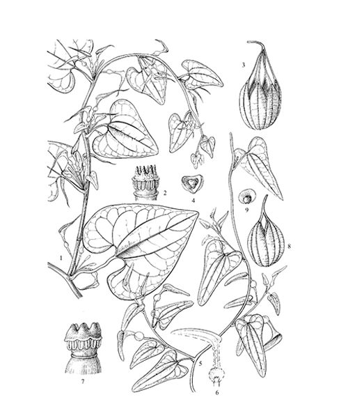 Natural compounds from  Aristolochia debilis